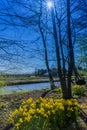 Beautiful view of yellow flowers with trees, a stream and a field of tulips in the background Royalty Free Stock Photo