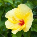 Beautiful view of yellow Hibiscus flower Royalty Free Stock Photo