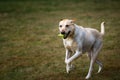 Beautiful view of a yellow Labrador running across a field