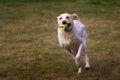 Beautiful view of a yellow Labrador running across a field