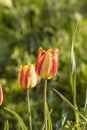 Beautiful view of yellow red tulips under sunlight landscape at the middle of spring or summer Royalty Free Stock Photo