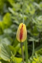 Beautiful view of yellow red tulips under sunlight landscape at the middle of spring or summer Royalty Free Stock Photo