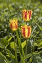 Beautiful view of yellow red tulips under sunlight landscape at the middle of spring or summer Royalty Free Stock Photo