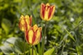 Beautiful view of yellow red tulips under sunlight landscape at the middle of spring or summer Royalty Free Stock Photo