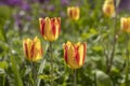 Beautiful view of yellow red tulips under sunlight landscape at the middle of spring or summer Royalty Free Stock Photo