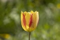 Beautiful view of yellow red tulips under sunlight landscape at the middle of spring or summer Royalty Free Stock Photo