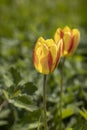 Beautiful view of yellow red tulips under sunlight landscape at the middle of spring or summer Royalty Free Stock Photo