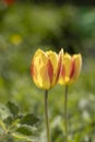 Beautiful view of yellow red tulips under sunlight landscape at the middle of spring or summer Royalty Free Stock Photo