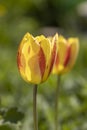 Beautiful view of yellow red tulips under sunlight landscape at the middle of spring or summer Royalty Free Stock Photo