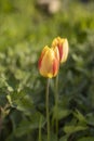 Beautiful view of yellow red tulips under sunlight landscape at the middle of spring or summer Royalty Free Stock Photo