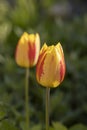 Beautiful view of yellow red tulips under sunlight landscape at the middle of spring or summer Royalty Free Stock Photo