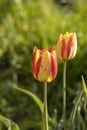 Beautiful view of yellow red tulips under sunlight landscape at the middle of spring or summer Royalty Free Stock Photo