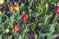 Beautiful view of yellow and red tulips with water drops after rain. Royalty Free Stock Photo