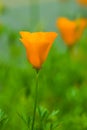 Beautiful view of yellow tulips under sunlight. Royalty Free Stock Photo