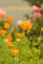 Beautiful view of yellow tulips under sunlight. Royalty Free Stock Photo