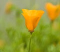 Beautiful view of yellow tulips under sunlight. Royalty Free Stock Photo