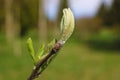 Beautiful view of a young branch of an apple tree, selective focus Royalty Free Stock Photo