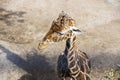 Beautiful view of young cute giraffe isolated on background in Zoo Royalty Free Stock Photo