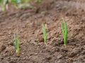 Beautiful view of young onion sprouts.