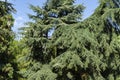 Beautiful view of yYoung majestic Lebanese cedars Cedrus libani or Lebanon Cedar