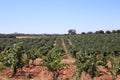 Beautiful view of zinfandel grapevines in a vineyard in Amador County, California