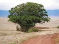 Beautiful views of AfricÃÂ°, trees Avatar, jeeps with an opening top