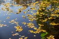 Lovely yellow leaves floating on the surface of the water. Top view. Autumn peace and tranquility. Concept Autumn has Royalty Free Stock Photo