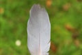 A beautiful views of the feather.