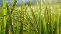 Beautiful views of green rice in the fields at sunrise Royalty Free Stock Photo