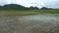 Newly planted rice in the fields