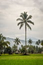 beautiful views of rice fields in the morning Royalty Free Stock Photo