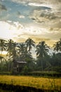 beautiful views of rice fields in the morning Royalty Free Stock Photo