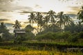 beautiful views of rice fields in the morning Royalty Free Stock Photo