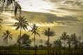 beautiful views of rice fields in the morning with beautiful orange skies Royalty Free Stock Photo