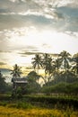 beautiful views of rice fields in the morning Royalty Free Stock Photo