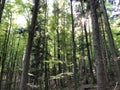 Beautiful views of the summer alpine sky and rays of sunshine through the crowns of trees on the mountain Burgenstock