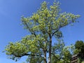 Beautiful views of the summer alpine sky and rays of sunshine through the crowns of trees on the mountain Burgenstock