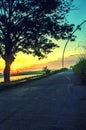 Tree and Sunrise beautiful landscape