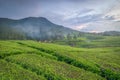 Beautiful views of the sunrise in a green tea garden in Riung Gunung, Bandung. With a backdrop of mountains and shady trees