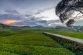 Beautiful views of the sunrise in a green tea garden in Riung Gunung, Bandung