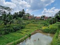 A Beautiful Village Atmosphere With A Stretch Of Rice Fields And Shady Trees