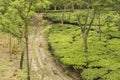 Beautiful village path just beside a tea plantation garden at Dooars are of West bengal, India, Selective focus