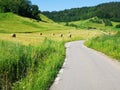 A beautiful village road, on the edge of the forest Royalty Free Stock Photo