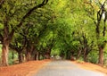 Beautiful village road in India