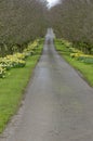 Beautiful village road with yellow daffodils flowers and trees a Royalty Free Stock Photo