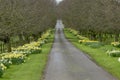 Beautiful village road with yellow daffodils flowers and trees a Royalty Free Stock Photo