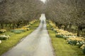 Beautiful village road with yellow daffodils flowers and trees a Royalty Free Stock Photo