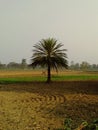 A beautiful village scenery of contribution of agriculture land and dry fruit tree