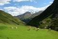 the beautiful village of Vent in Austria. horses in the mountains. region tyrol Royalty Free Stock Photo