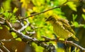 Beautiful village weaver closeup portrait, tropical and colorful bird specie from Africa